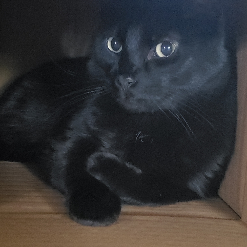 Pet Friendly Closet - Picture 4 of 8